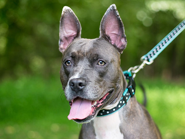 Adoptable Dog Baltimore: Sophia
