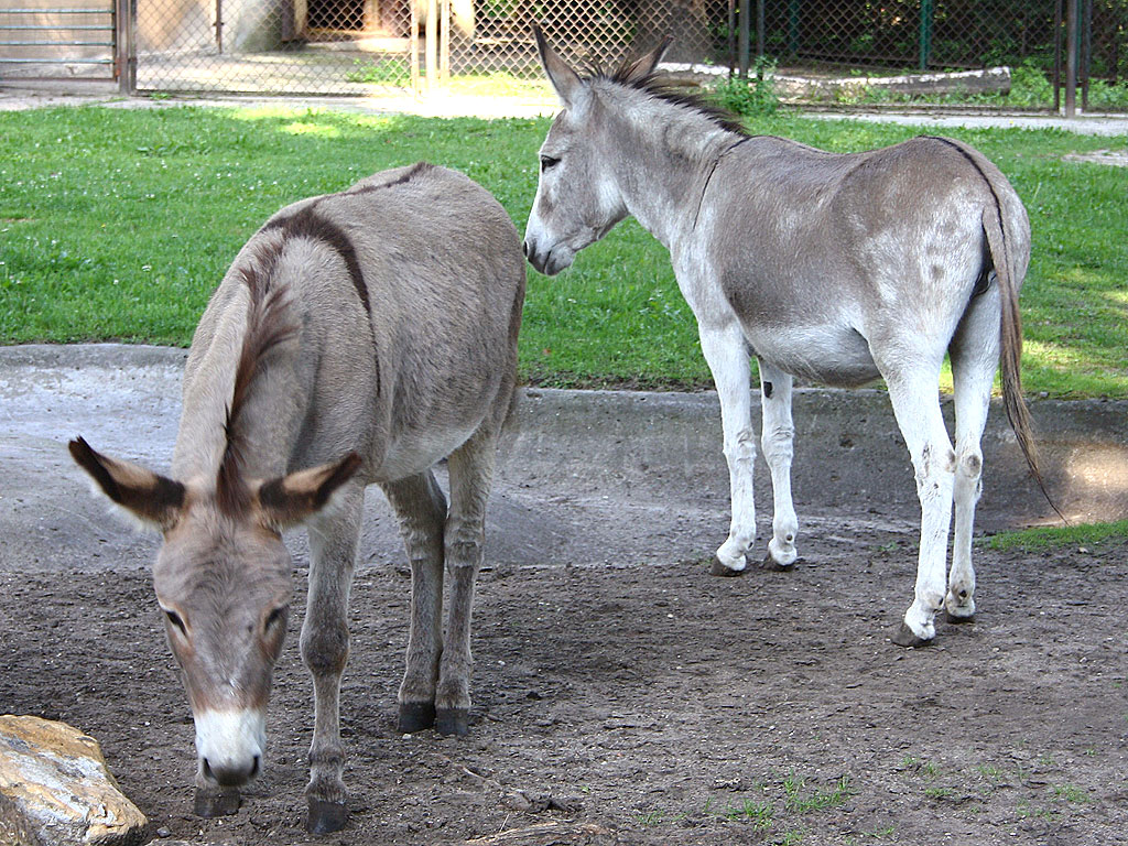 sex animal zoo