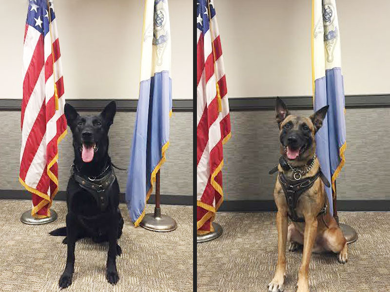 Meet the Hero Secret Service Dogs Who Took Down Fence Jumper