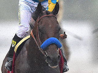 American Pharoah Wins the Preakness Stakes, Now Has a Shot at the Triple Crown
