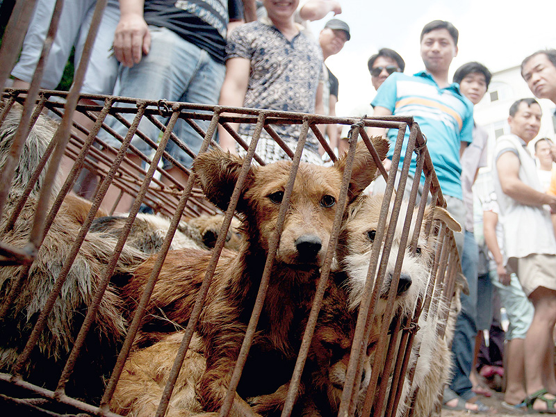 Ricky Gervais and Celebrities Slam Animal Cruelty in Yulin China Festival