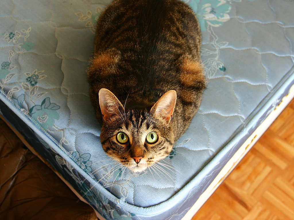 Man Accidentally Sell Mattress with Cat Inside