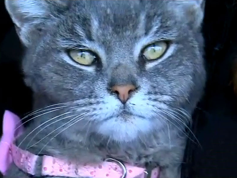 Cat Saved from Storm Drain in Antioch California