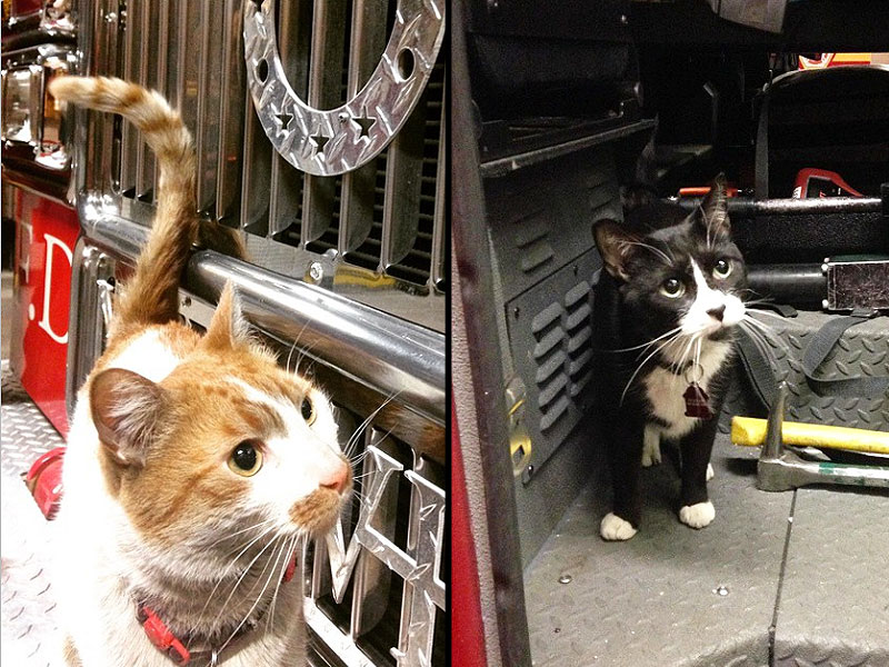 FDNY Firehouse Cat Instagrams