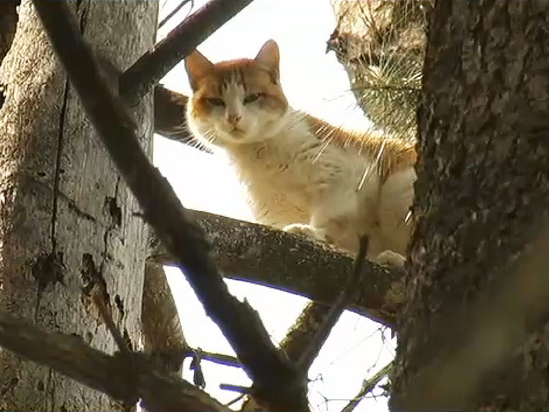 Cat Stuck in Tree for 5 Days