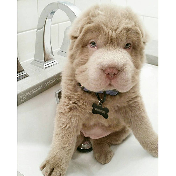 tonkey shar pei