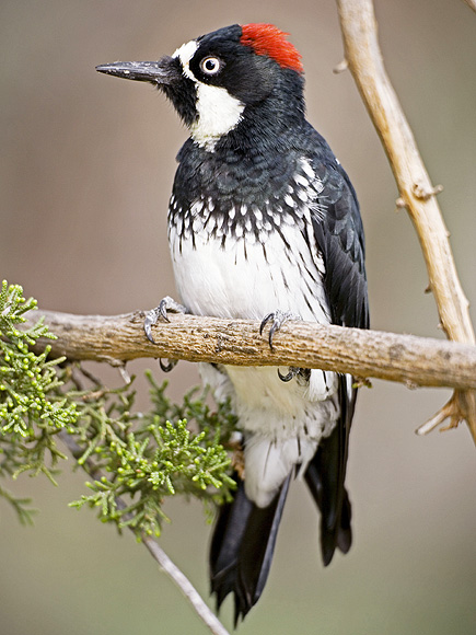 The Acorn Woodpecker: Birds That Fill Me with a Vague but Persistent Dread