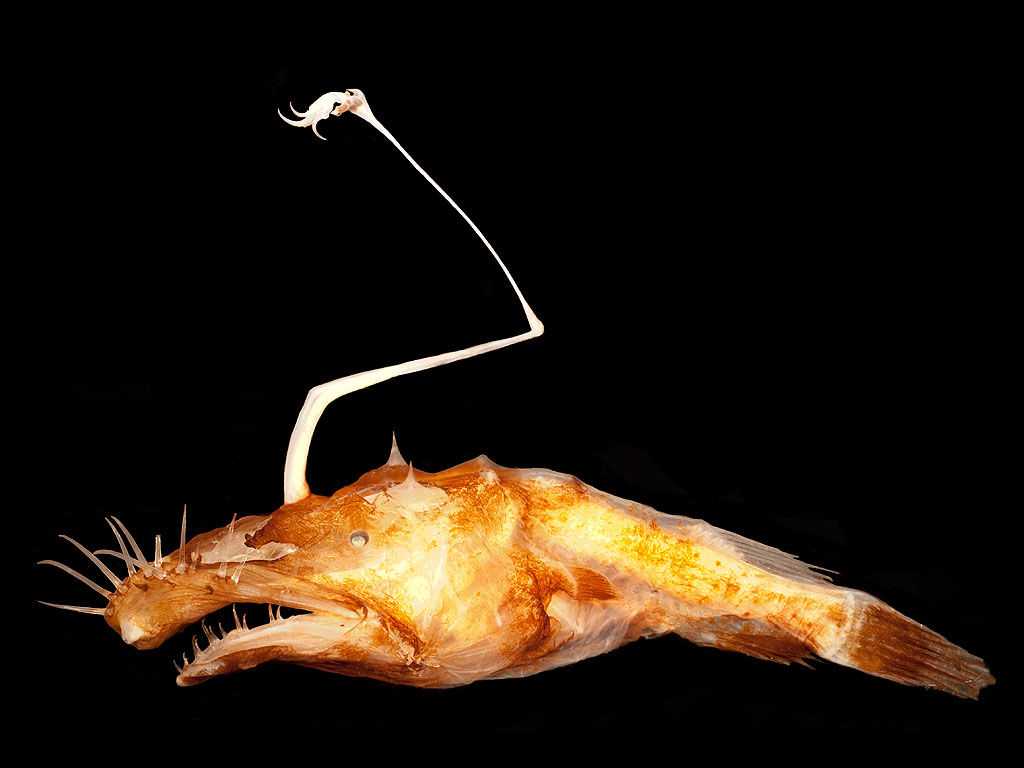 freshwater angler fish