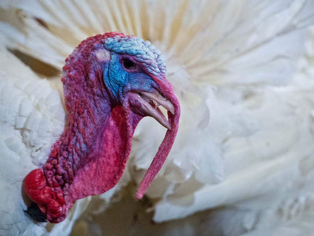 Weird Birds: The Turkey