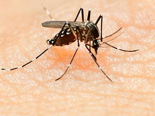 Utah Man Becomes the First to Die From the Zika Virus in the U.S.