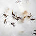 U.S. Olympic Team Will Serve as Test Subjects in Zika Virus Study