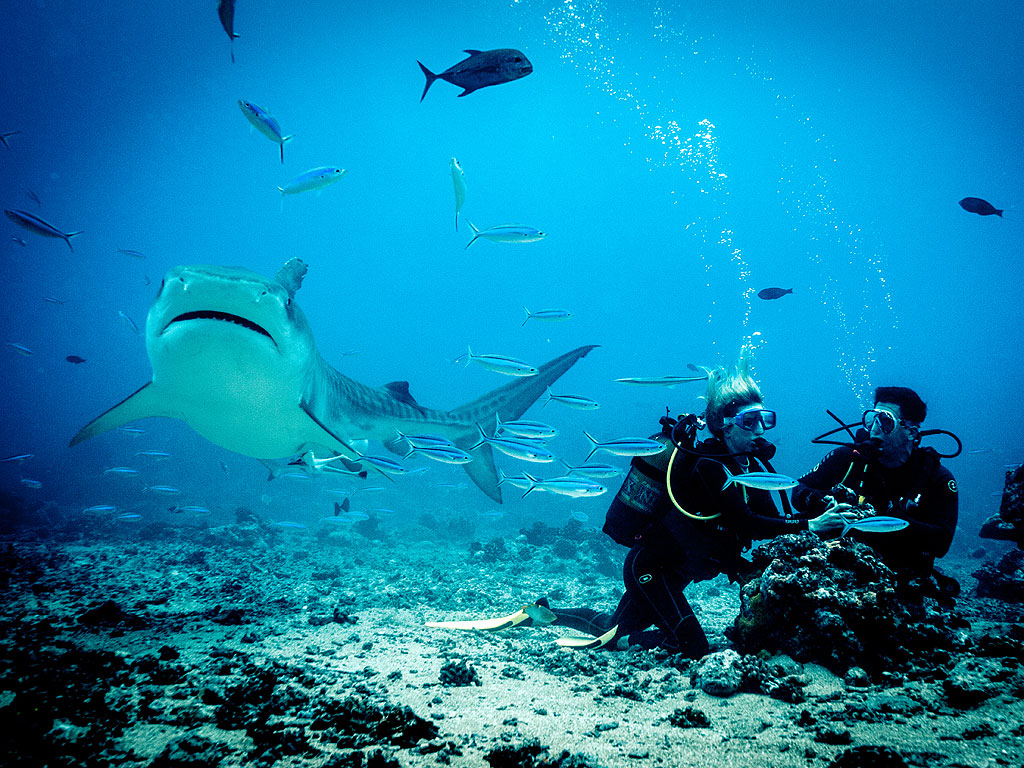 Shark Week: PEOPLE Staffer Dives with Sharks : People.com