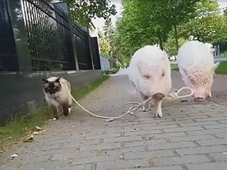 Pig Walks Cat on Leash, Nation Gapes in Amazement