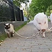 Pig Walks Cat on Leash, Nation Gapes in Amazement