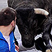 3 Americans and 1 Canadian Among Those Gored in Pamplona's Infamous Running of the Bulls