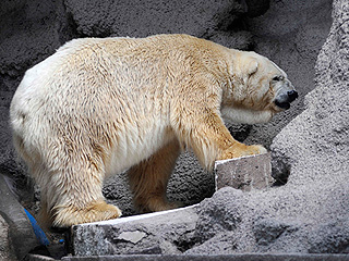 'Saddest Polar Bear on Earth' Dies at Argentina Zoo