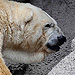 'Saddest Polar Bear on Earth' Dies at Argentina Zoo
