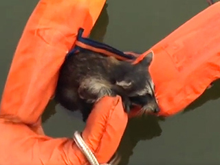 Watch This Baby Raccoon Get Rescued with a Little Life Preserver