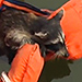 Watch This Baby Raccoon Get Rescued with a Little Life Preserver