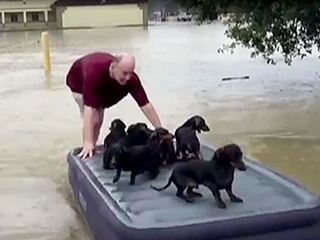 Louisiana Man Uses Air Mattress to Rescue Dogs from Flood