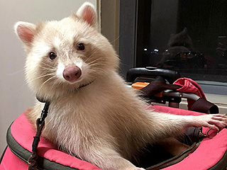 Tan, Shaved and Well-Behaved: Meet Uni the Cinnamon Raccoon
