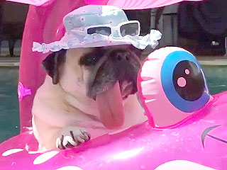 WATCH: Pugs in Tubs, Need We Say More?