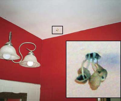 mushrooms growing out of ceiling