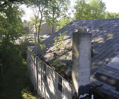 plants growing out of asphalt shingle roof