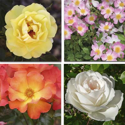 shrub roses: large yellow bloom, small pink and white blooms, medium coral and yellow blooms and large white bloom
