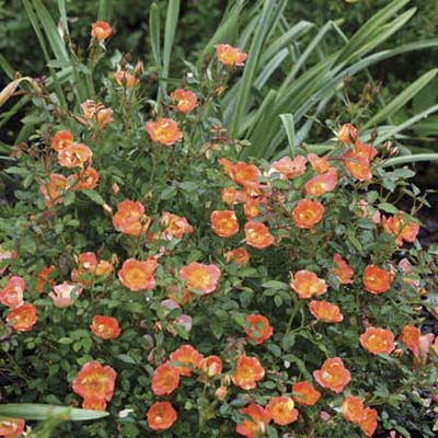 shrub roses: orange/ coral blooms with yellow centers