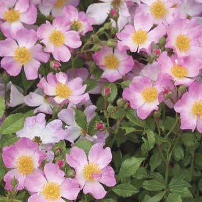 shrub roses: pink blooms fade to white in the center