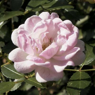 shrub roses: pale pink cupped blooms