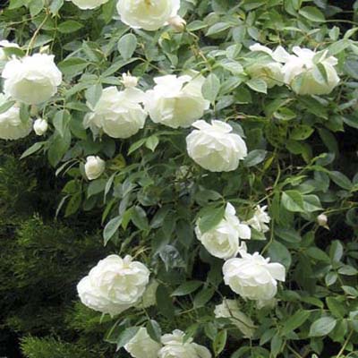shrub roses: large white blooms with dark green foliage