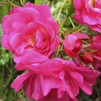 shrub roses: deep pink semi-double blooms