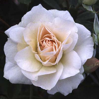 shrub roses: ivory/ blush pointed double blooms