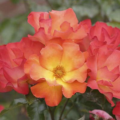 shrub roses: pink-orange blooms with yellow centers