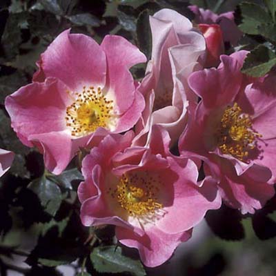 shrub roses: large, single pink double blooms
