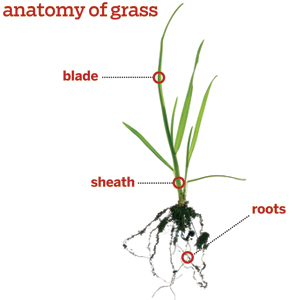 a closeup blade of grass from root to tip
