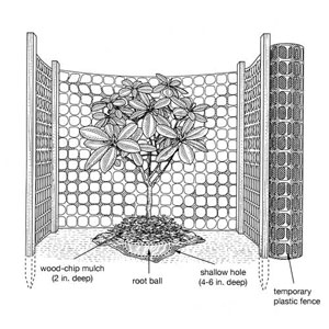 Shrub diagram