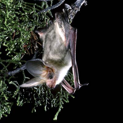 pallid bat