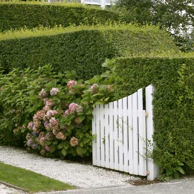 multitiered privet hedge