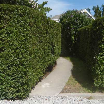 privet hedge along concrete path