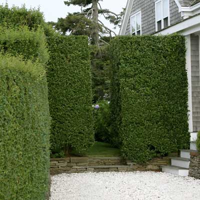 tapered privet hedge