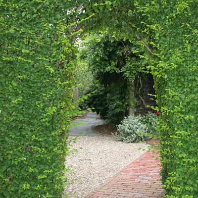 pleached privet hedge arch