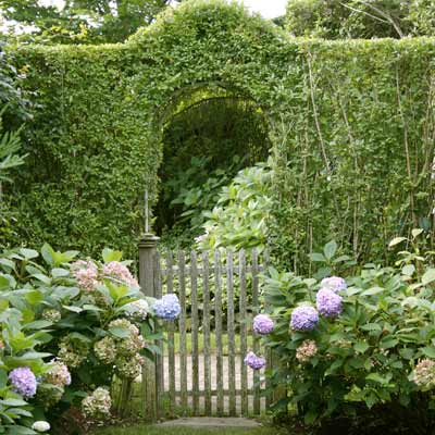 privet hedge as enticement