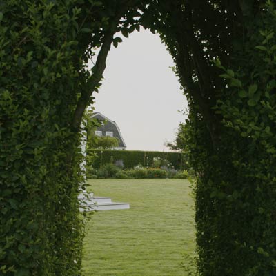 vista beyond privet hedge