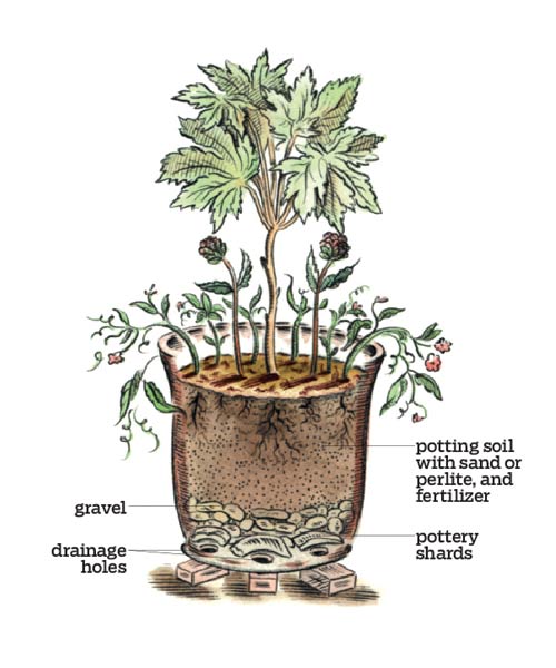 Anatomy of a Container Garden Pro Tips and Plans for the Perfect