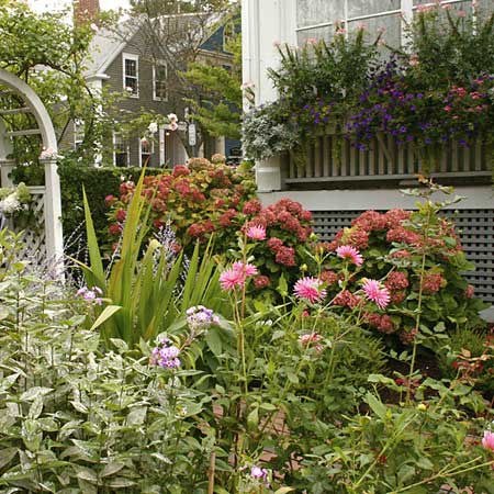rose arbor, privet hedge and window box