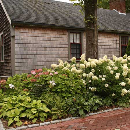 shade-tolerant border 
