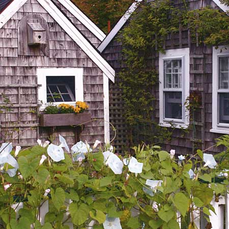 morning glories on a picket fence